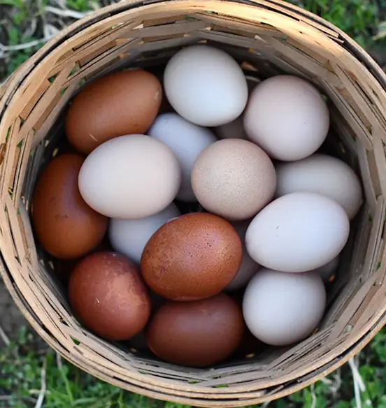 Basket filled with eggs
