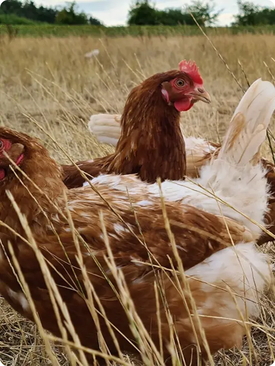 Brown chicken standing among white chickens