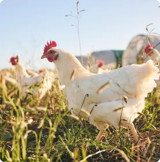 White chickens walking through tall grass